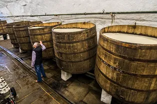 Ученые обнаружили в кислом пиве новый гибридный микроорганизм Ученые обнаружили в кислом пиве новый гибридный микроорганизм