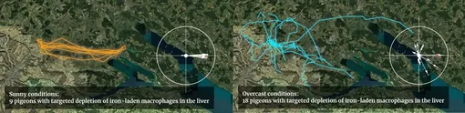 Почтовые голуби без макрофагов успешно возвращались домой в солнечные дни (оранжевый цвет), но не в пасмурные дни (синий цвет).