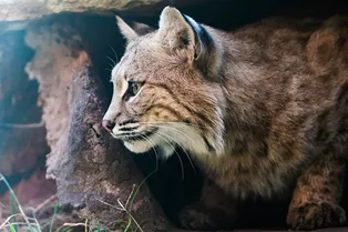 Европейские лесные кошки возникнут в Англии впервые за 100 лет