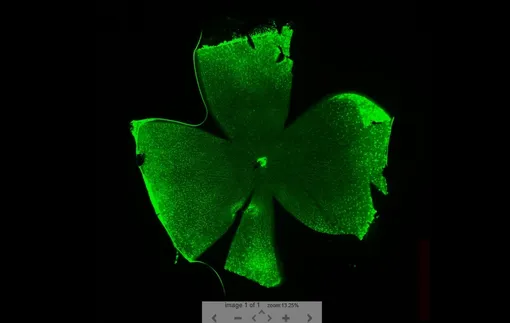 Экспрессия Cre обогащена в корковых слоях 2/3/4. Трансгенная линия мышей Foxp2-IRES-Cre.
