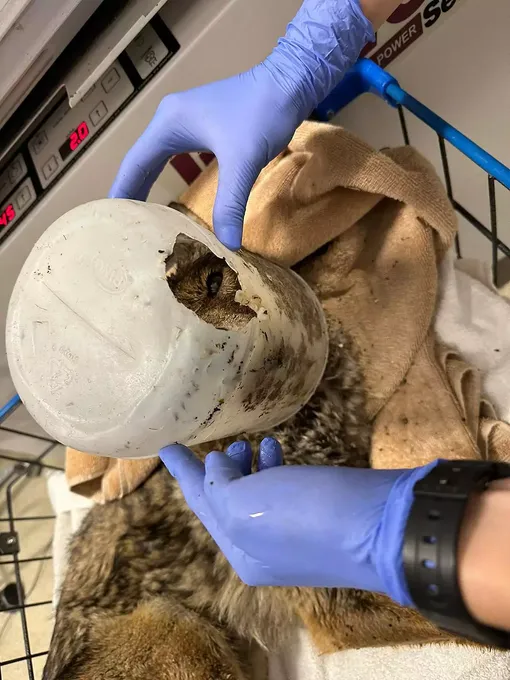 койот с ведром на голове