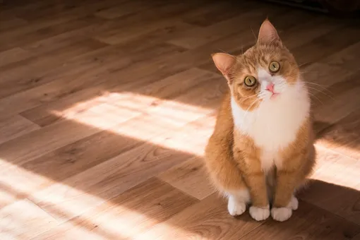 Рыжий кот Рыжий кот