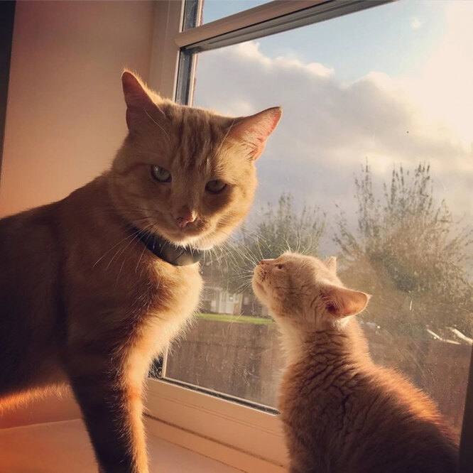 Ласковость и привязанность