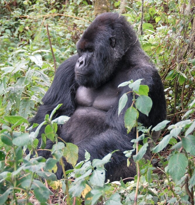 Virunga Ulusal Parkı'ndaki dağ gorili.  Vikipedi