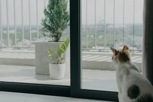 Кошка смотрит в окно