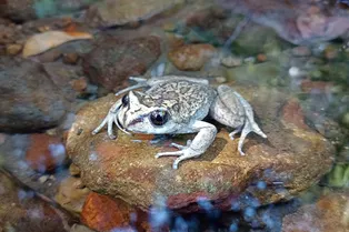 Нашли спустя 130 лет! Ученые переоткрыли вид лягушки Alsodes vittatus Нашли спустя 130 лет! Ученые переоткрыли вид лягушки Alsodes vittatus