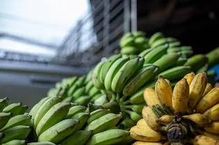 Разница существенная: какие бананы полезнее - зеленые, спелые или перезрелые? Разница существенная: какие бананы полезнее - зеленые, спелые или перезрелые?