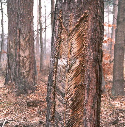 карр на сосне