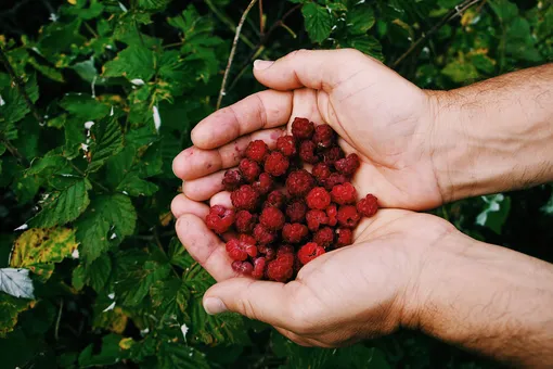 Как обрезать малину