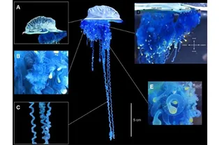 В Японии нашли новый вид ядовитой медузы В Японии нашли новый вид ядовитой медузы