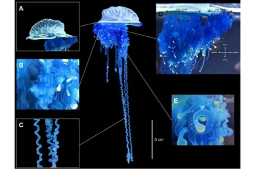 В Японии нашли новый вид ядовитой медузы