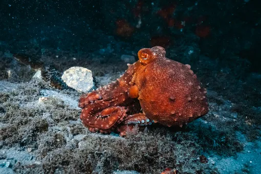 Осьминог