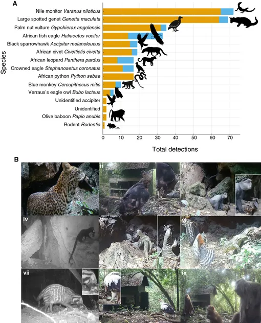 Хищники и падальщики, питающиеся летучими мышами, которые являются основным резервуаром вируса Марбург.
