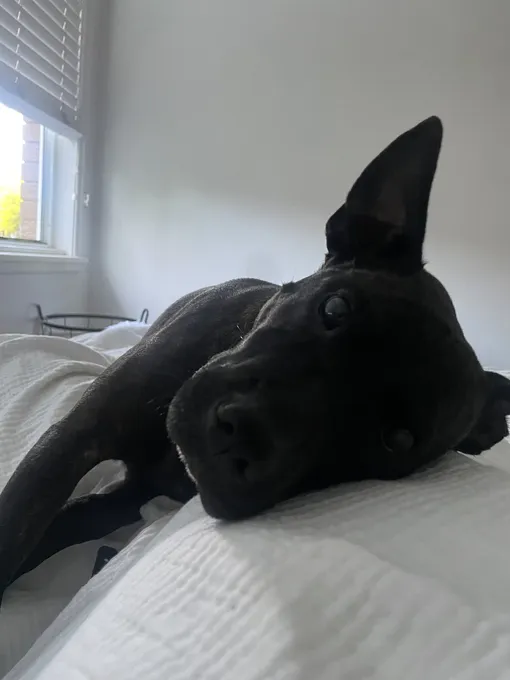 Рози — метис стаффордширского терьера и шарпея Рози — метис стаффордширского терьера и шарпея