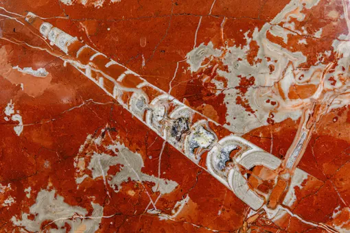 Прямораковинный головоногий моллюск (около 185 млн лет)