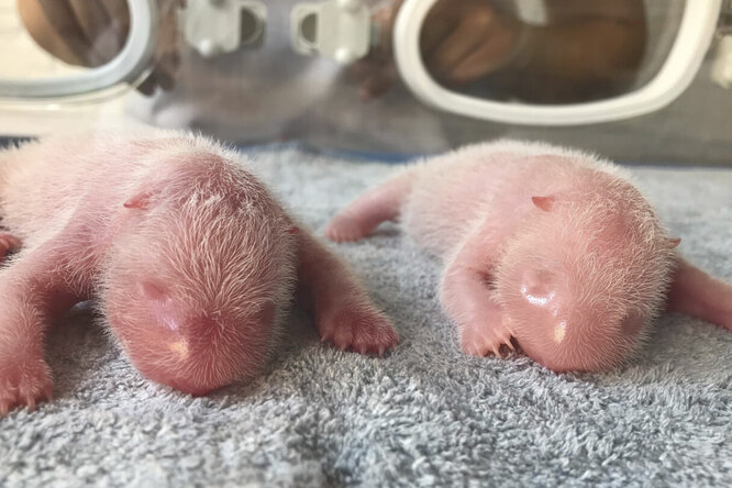 У панды родилось двое детенышей в результате искусственного оплодотворения. Это дает надежду всему виду