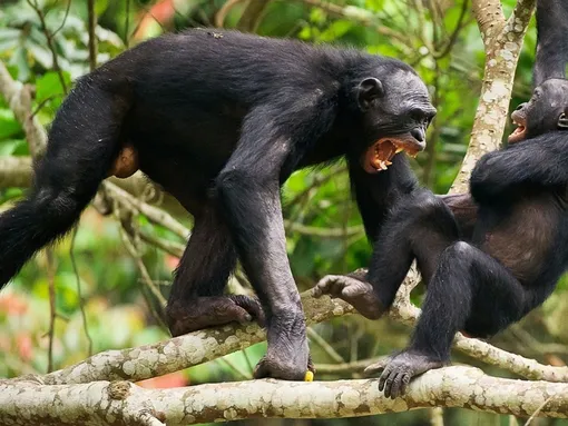 Воюющие шимпанзе. Фото Джейн Гудолл. Воюющие шимпанзе. Фото Джейн Гудолл.