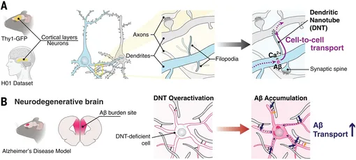 Нейронные нанотрубки опосредуют межклеточный транспорт и болезни. Мы определили дендритные нанотрубки (ДНТ) как несинаптическую коммуникационную сеть в мозге. (А) Эти структуры образуют прямые каналы между нейронами, транспортируя такие вещества, как кальций и Aβ. (B) В мышиной модели AD изменения в этой сети связаны с патологическим накоплением Aβ, что позволяет предположить ранее не идентифицированный механизм распространения нейродегенеративной патологии.