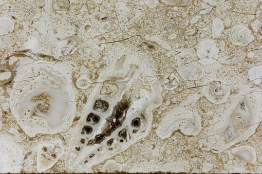 Ракушняк, станция «Трубная»