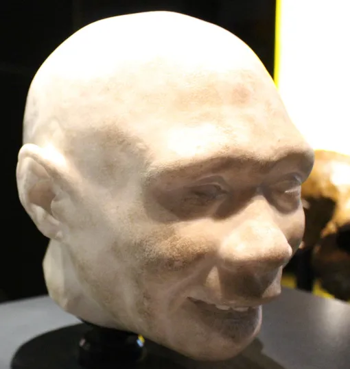 Реконструкция ребенка Homo antecessor Музей естественной истории, Лондон.
