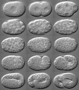 Эмбриональное развитие C. elegans. Эмбриональное развитие C. elegans.