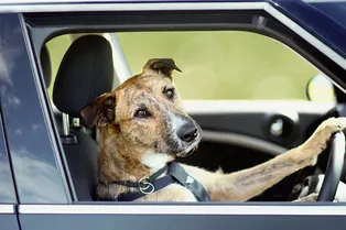 Собак научили водить автомобиль Собак научили водить автомобиль