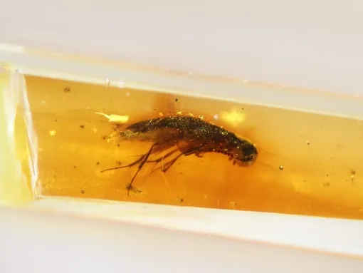 Жук (Coleoptera: Tenebrionoidea) в янтаре