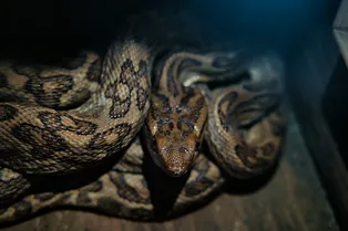 Метаболиты питонов могут стать альтернативой препаратам для снижения веса Метаболиты питонов могут стать альтернативой препаратам для снижения веса