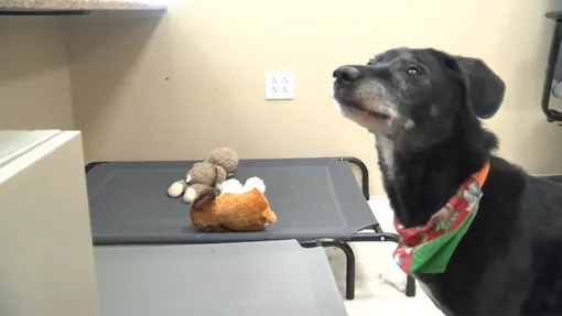 Гиллиган и его игрушки Гиллиган и его игрушки