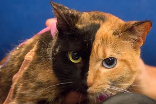 Почему у некоторых кошек есть четкое разделение мордочки по цвету Почему у некоторых кошек есть четкое разделение мордочки по цвету