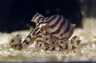 У осьминогов есть одно свойство, которое роднит их с человеком: поразительный факт