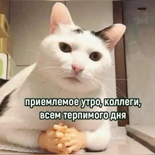 Кот