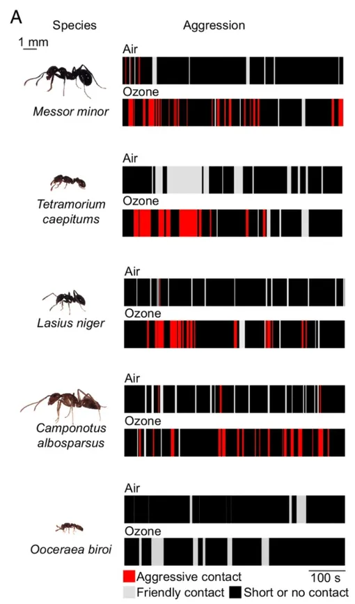 Агрессивное поведение разных видов муравьев после воздействия озона Агрессивное поведение разных видов муравьев после воздействия озона