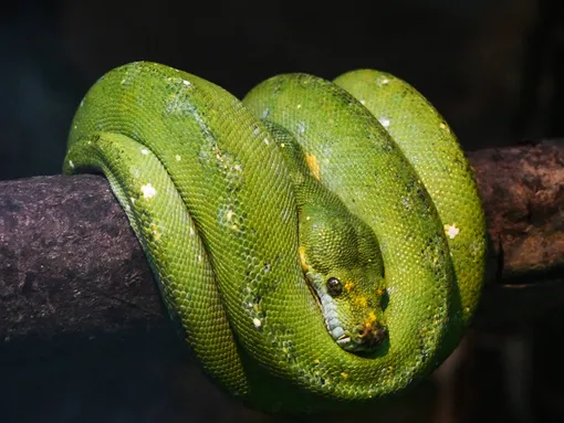 Змея на дереве