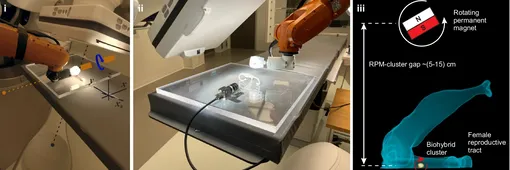 управление сперматозоидами внутри макета управление сперматозоидами внутри макета