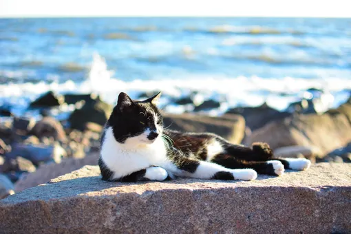 кот на море кот на море