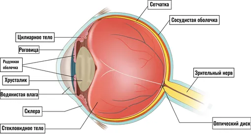 Анатомия человеческого глаза