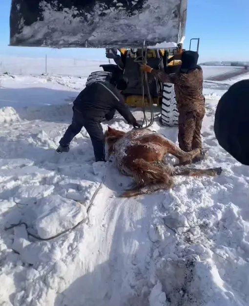 спасение лошади спасение лошади