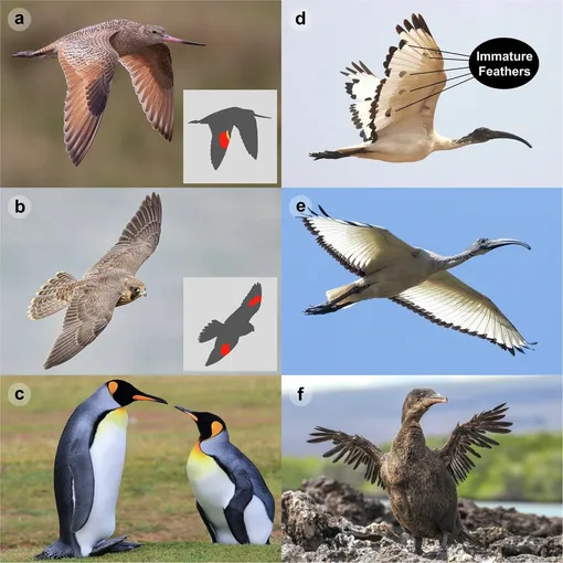 a Современные птицы имеют две серии первичных кроющих перьев (PC), например, мраморный кулик Limosa fedoa (на маленьком рисунке внизу справа первая серия PC выделена желтым цветом, а вторая — красным. b Но у многих групп первая серия PC короткая и скрыта под перьями алулы и не видна, например, у большинства Accipitriformes, Falconiformes и Passeriformes (сапсан Falco peregrinus. c Пингвины рода Aptenodytes имеют пять-шесть рядов первичных кроющих перьев, покрывающих большую часть длины крыла, что приводит к утолщению крыла, которое функционирует как ласта во время плавания (королевский пингвин Aptenodytes patagonicus. d Окраска перьев может помочь определить временные изменения в морфологии крыла, вызванные линькой. Этот африканский священный ибис Threskiornis aethiopicus демонстрирует, как темные кончики маховых перьев появляются во время активной линьки, когда темные кончики незрелых перьев не достигают крыловой полосы на заднем крае крыла; дополнительные примеры приведены на дополнительном рисунке 1). Напротив, e когда все перья полностью выросли, маховые перья образуют однородную черную полосу. f Неравномерная линька маховых перьев у нелетающего баклана Nannopterum harrisi.