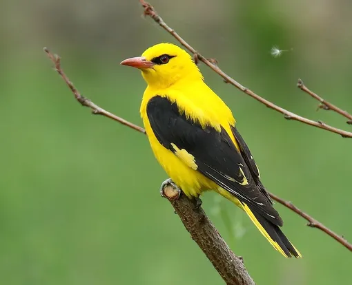 Иволга улетает весной в теплые края Перелетная птица