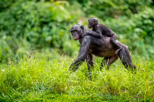 Как выглядел последний общий предок людей и обезьян? Как выглядел последний общий предок людей и обезьян?