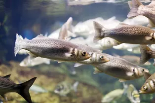 В горных озерах Камчатки обнаружены рыбы с аномально высоким содержанием омега-3: что это значит