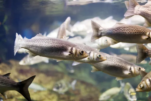 В горных озерах Камчатки обнаружены рыбы с аномально высоким содержанием омега-3: что это значит В горных озерах Камчатки обнаружены рыбы с аномально высоким содержанием омега-3: что это значит