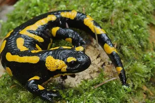 Обед на 40 миллионов лет: древняя окаменелость полна сюрпризов