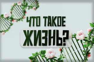 Что такое жизнь и почему у биологов до сих пор нет однозначного ответа