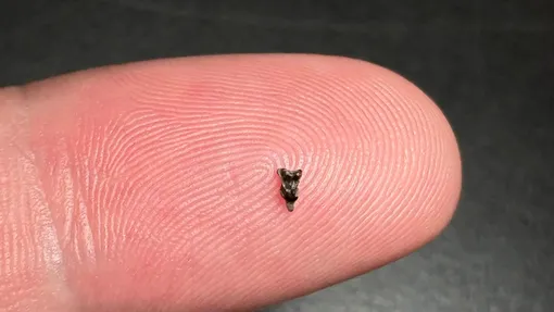 Верхний моляр древнейшего примата Purgatorius, найденный в Коррал-Блаффс, бассейн Денвера, Колорадо.