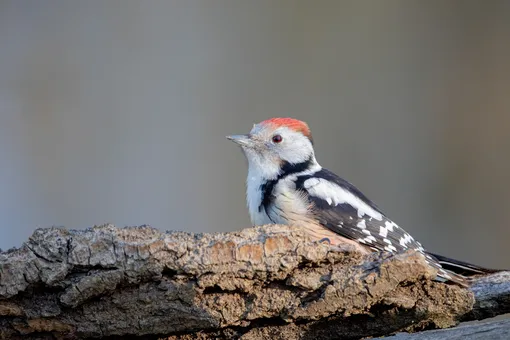 пестрый детял