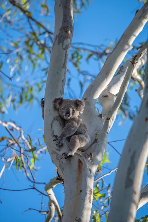 коала