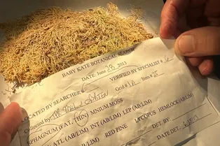 Как мох помогает раскрывать преступления? Узнайте поразительный факт!