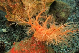 Ученые обнаружили у морского огурца «бессмертные» ткани Ученые обнаружили у морского огурца «бессмертные» ткани